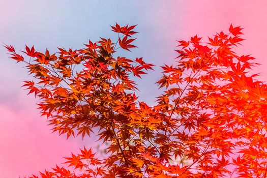 Natural background with red maple leaves