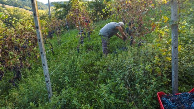 Grape harvesting in Arda Valley, Piacenza, Italy