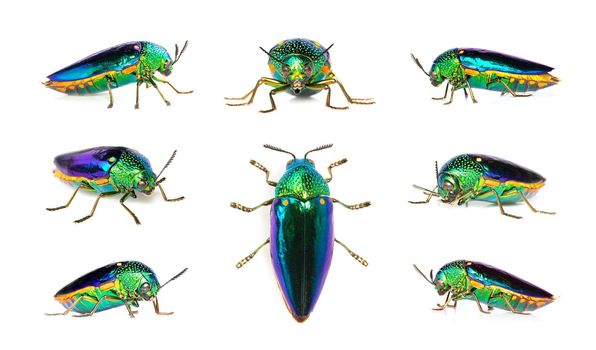 Group of green-legged metallic beetle (Sternocera aequisignata) or Jewel beetle or Metallic wood-boring beetle on white background. Insect. Animal.