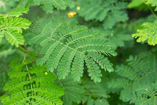 Tropical green leaves fresh blur background