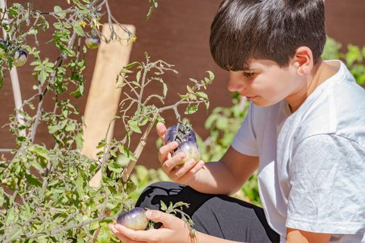 Smiling boy gathering blue tomato harvest in a vegetable garden. Kids enjoy as little helpers. Sunny day.