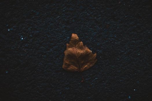 Autumn leaf alone on the road. High quality photo