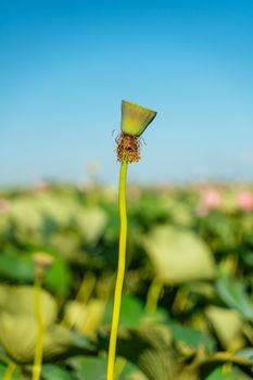 A pink lotus flower sways in the wind. Against the background of their green leaves. Lotus field on the lake in natural environment