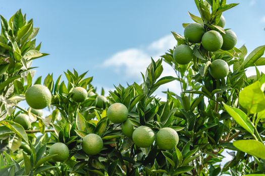 Unripe oranges on an orange tree branch on a sunny day
