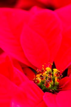 Bright poinsettias for the Christmas/holiday season.