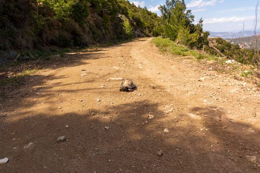 A patient turtle traveling on a dirt road at Penteli, Greece.