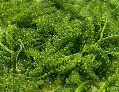 Closeup seaweed umibudo. Sea grapes