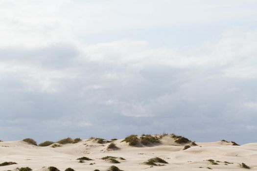 Coastal dunes of South Padre Island, TX.