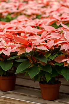 Bright poinsettias for the Christmas/holiday season.