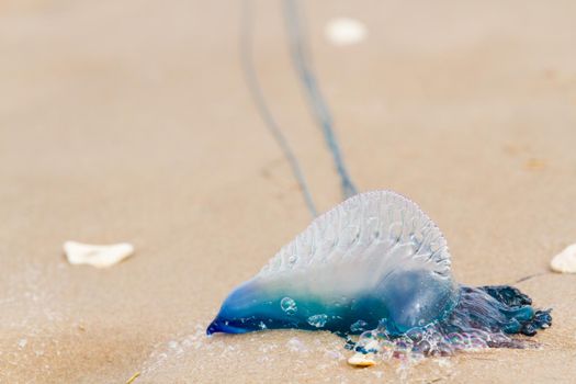 Portuguese Man O War Jellyfish on the beach of South padre, TX.