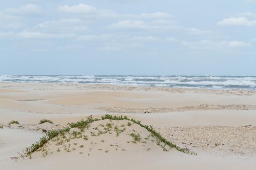 Coastal dunes of South Padre Island, TX.
