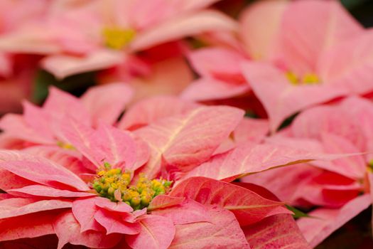 Bright poinsettias for the Christmas/holiday season.