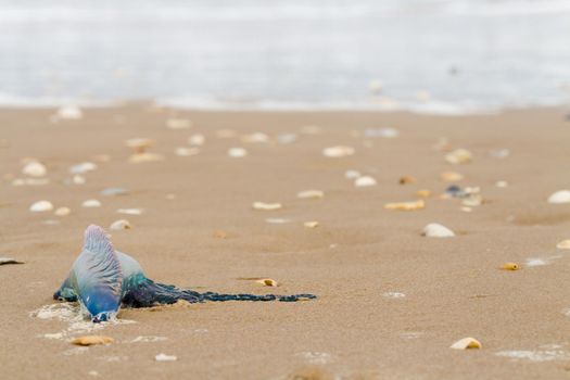 Portuguese Man O War Jellyfish on the beach of South Padre Island, TX.