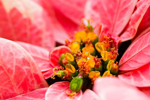 Bright poinsettias for the Christmas/holiday season.