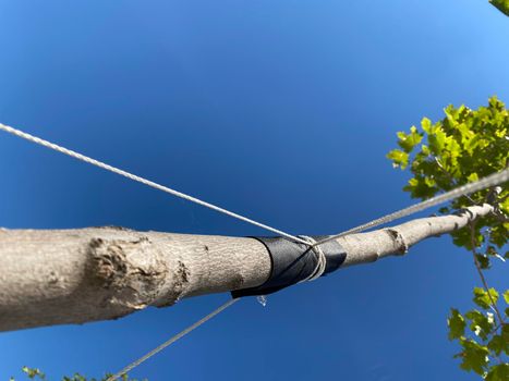 Garter of young trees. Strengthening a young tree with ropes. Garter a young tree with twine to protect against uprooting. Ecology, forest, urban plantations. vertical pic. Close-up.