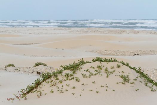 Coastal dunes of South Padre Island, TX.