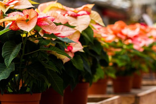 Bright poinsettias for the Christmas/holiday season.