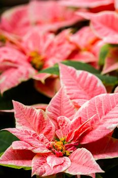 Bright poinsettias for the Christmas/holiday season.