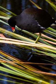 Common moorhen in natural habitat on South Padre Island, TX.