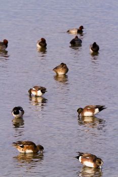 Redhead ducks in natural habitat on South Padre Island, TX.