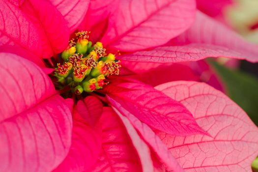 Bright poinsettias for the Christmas/holiday season.
