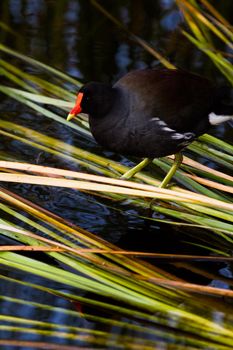 Common moorhen in natural habitat on South Padre Island, TX.