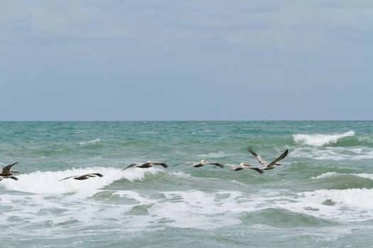 Brown pelicans near the shore of South Padre island, TX.