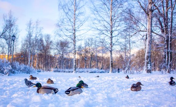 A group of ducks - common mallard - are landing on the lake during a sunny day in winter. The pond is partly frozen.