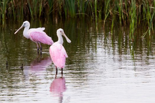 Roseate spoonhill in natural habitat on South Padre Island, TX.