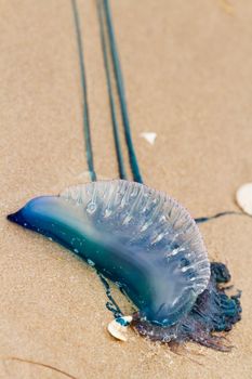 Portuguese Man O War Jellyfish on the beach of South padre, TX.