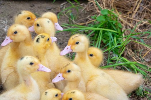 Ducklings in a home farm. Close up of duckling