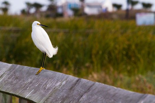 Snowy egret in natural habitat on South Padre Island, TX.