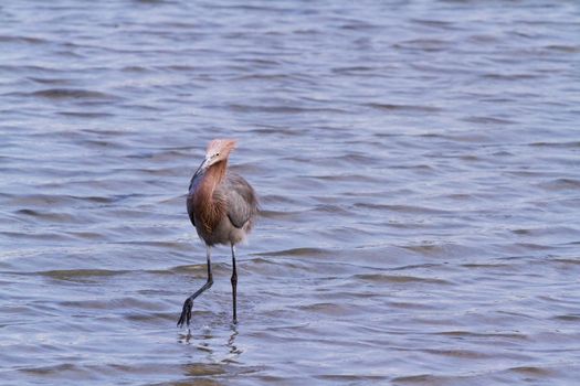Reddish heron in natural habitat on South Padre Island, TX.