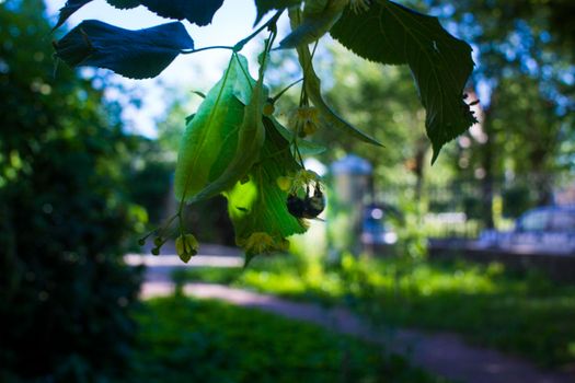 Close up of the clusters of blooming flowers of common life Tilia x europaea, also known as linden, basswood, lime tree, lime bush.bumblebee collects nectar, lime honey