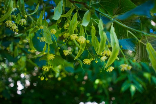 Close up of the clusters of blooming flowers of common life Tilia x europaea, also known as linden, basswood, lime tree, lime bush.bumblebee collects nectar, lime honey