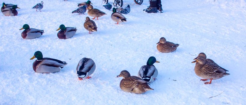 A group of ducks - common mallard - are landing on the lake during a sunny day in winter. The pond is partly frozen.