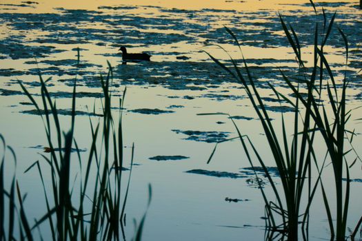 Duck silhouette in golden sunset. High quality photo
