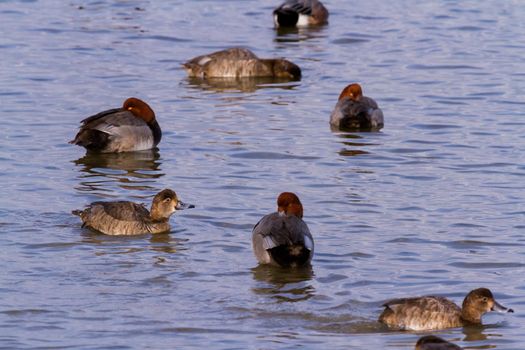Redhead ducks in natural habitat on South Padre Island, TX.