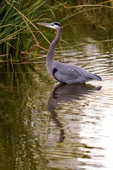 Great blue heron in natural habitat on South Padre Island, TX.