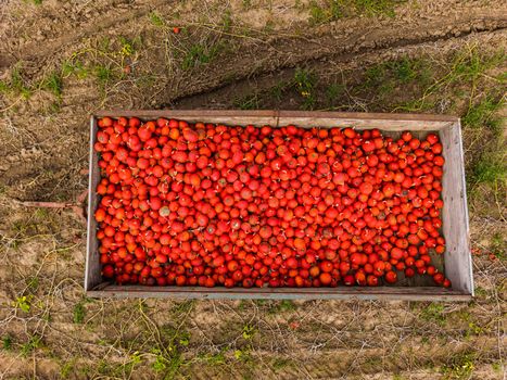 An agricultural trailer on a field full of Hokkaidos seen directly from above