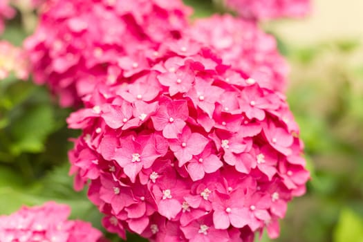 Close Up Light Pink Hortensia Fresh Flowers Blur Background