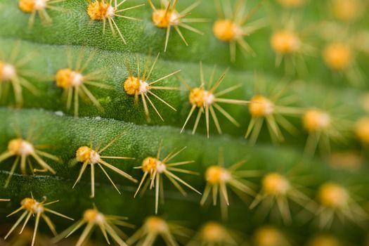 Close up of a small cactus. Most cacti live in habitats subject to at least some drought.
