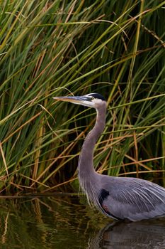 Great blue heron in natural habitat on South Padre Island, TX.