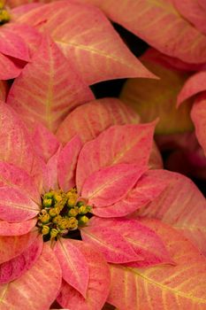 Bright poinsettias for the Christmas/holiday season.
