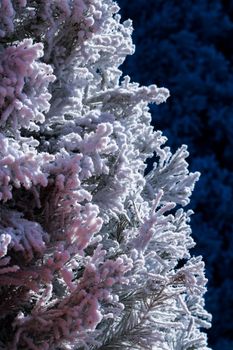 Flocked Christmas Tree with multi colors.