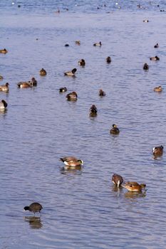 Redhead ducks in natural habitat on South Padre Island, TX.