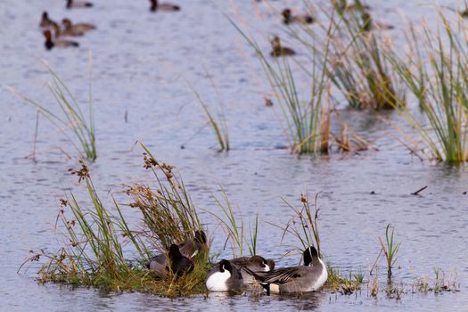 Redhead ducks in natural habitat on South Padre Island, TX.
