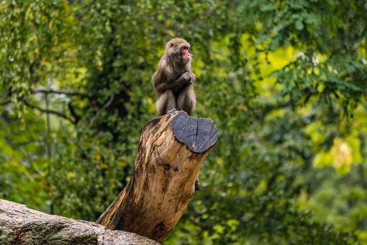 A baboon sitting on a tree stump in the rain at Berlin Zoo, Berlin, Germany