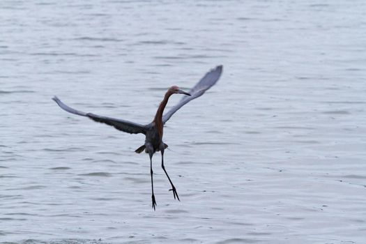 Raddish heron in native habitat on South Padre Island, TX.