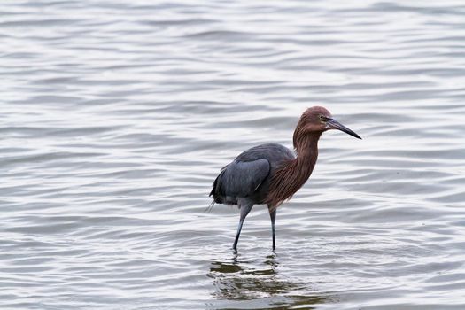 Raddish heron in native habitat on South Padre Island, TX.